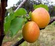 245px-Apricots