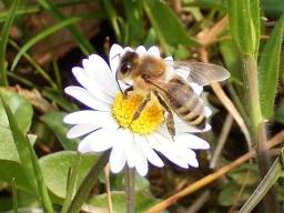Apis mellifera ligustica (Italienische Honigbiene)_007