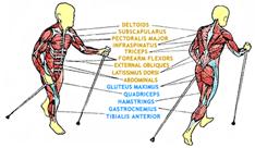 TR_MuscleDia