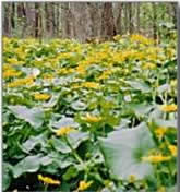 caltha-palustris-wetland